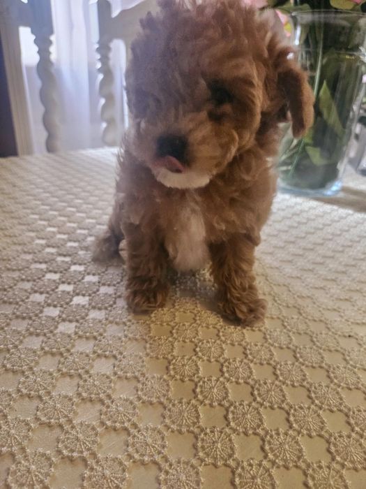 Супер міні Мальтипу ВИГІДНО‼️Мальтипу маленький Мальтипу мини f1