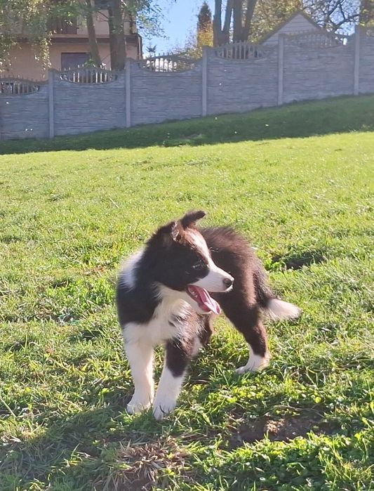 Border collie - czarno- biała  z metryką ZKwP