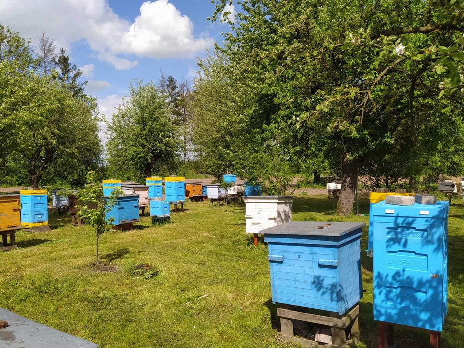 Miód Mniszkowy stały 1,2kg (0,9L)