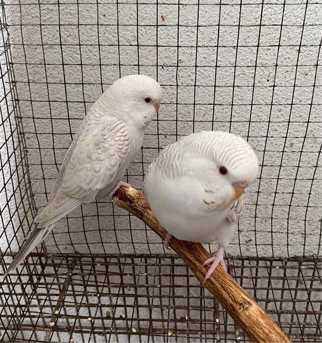 Tenho para venda periquitos novos prontos a criar