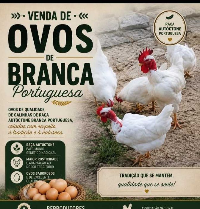 Ovos de galinhas Brancas Portuguesa