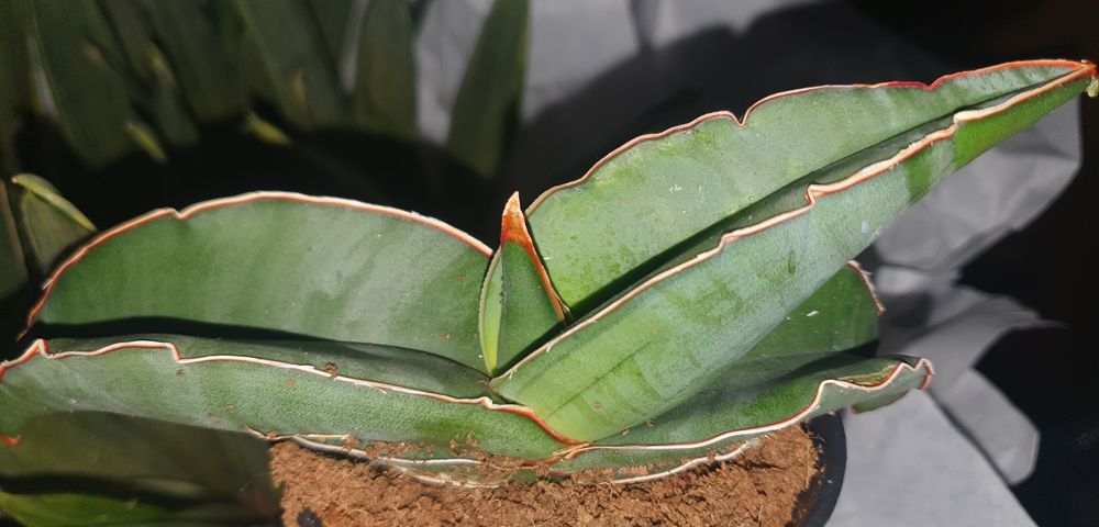 Сансевієрія Banana Банан