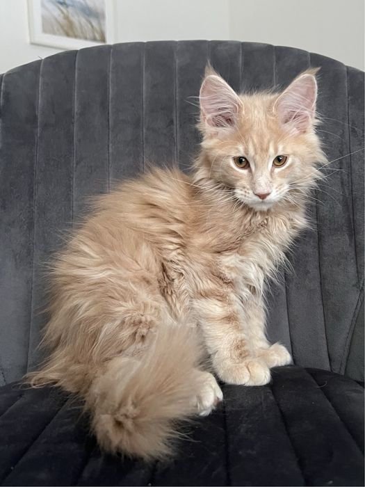 Piękny kremowy Maine Coon