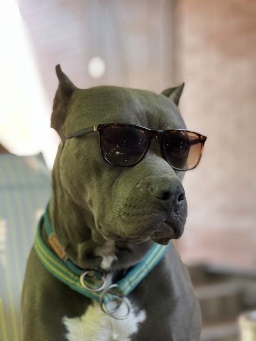 Пітбуль   в’язка