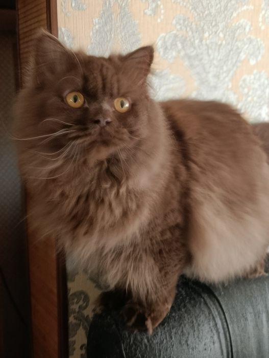 Шоколадний красунчик