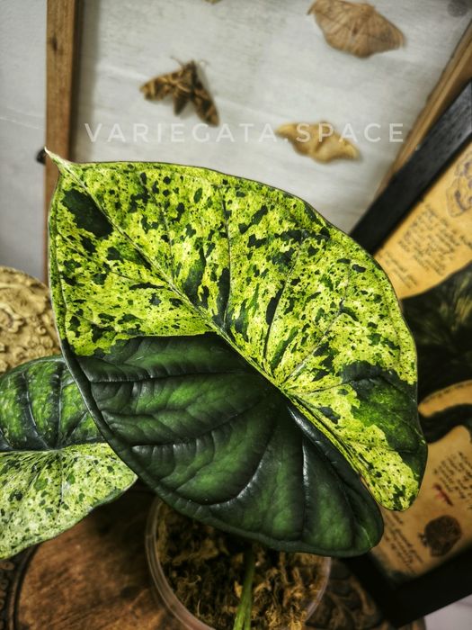 Alocasia Dragon Scale mint variegata bulwa alokazja