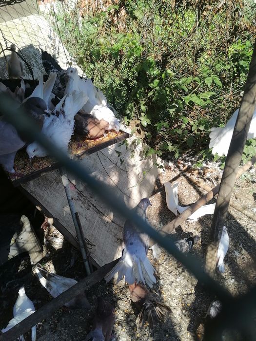 Pombos de lecke muito mansinhos