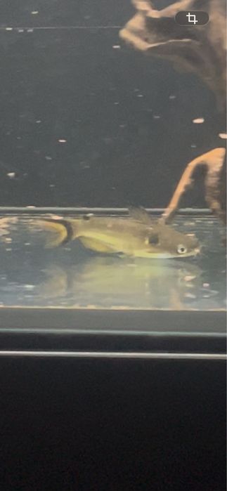 Peixe gato do Sol (horabagrus brachysoma)
