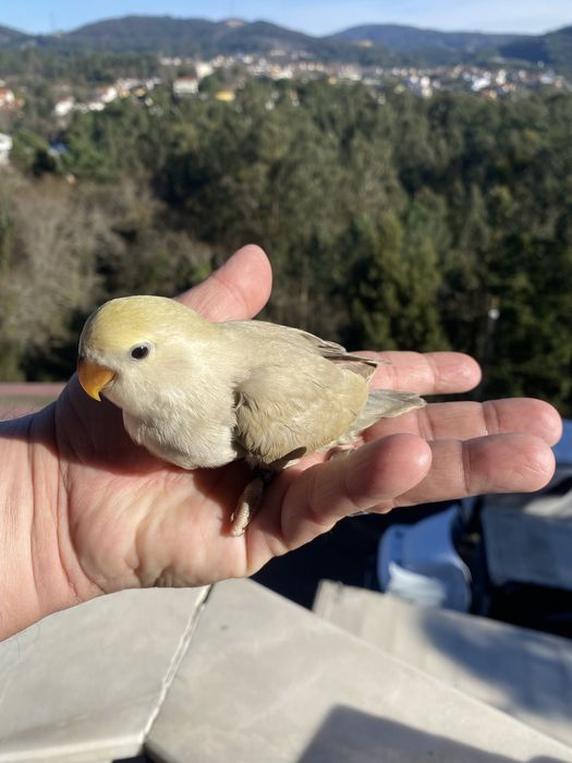 Agapornis domesticado