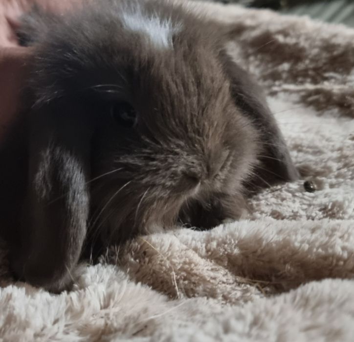 Coelhos anões mini lop