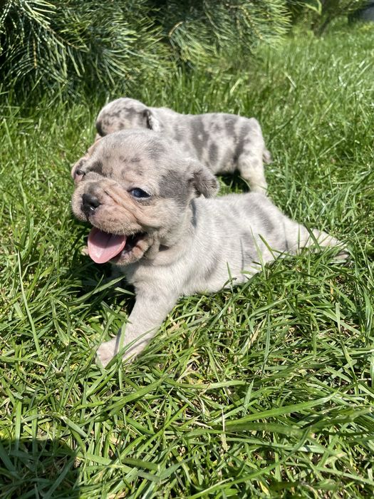 Myszka Buldog Francuski Blue Merl