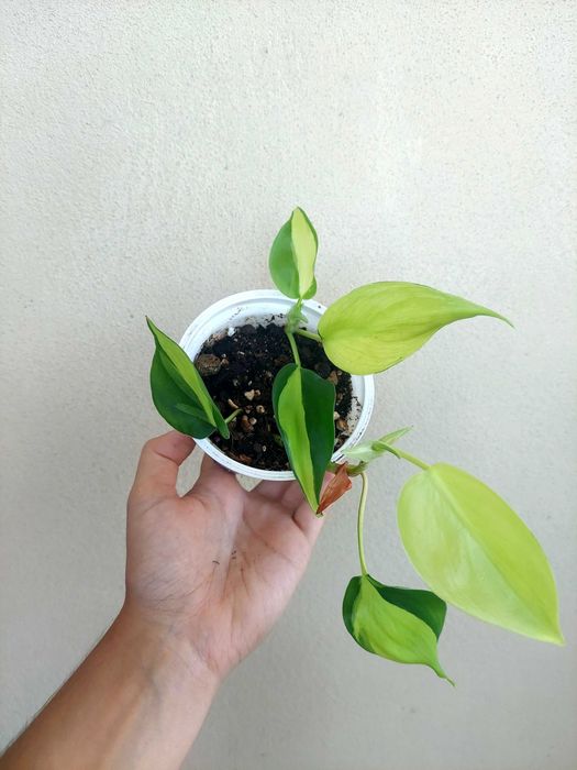 Philodendron Brasil