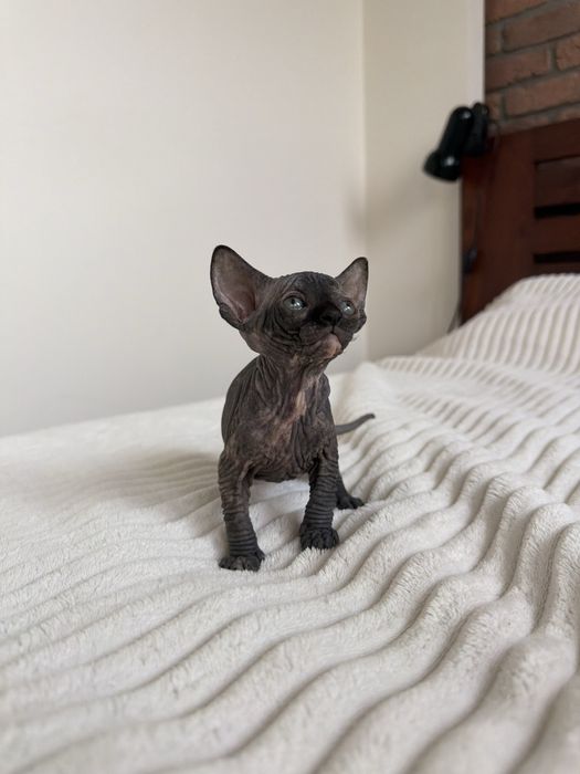 Koteczka rodowod WCF