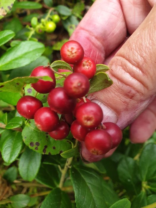 Брусниця карпатська свіжа з цукром ,сушена