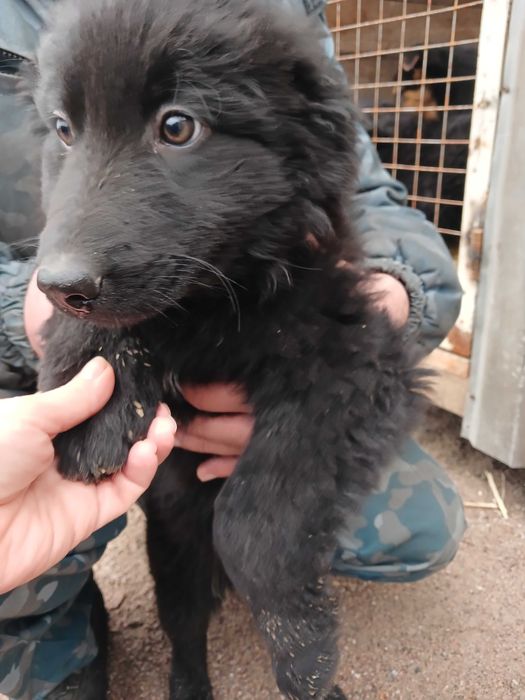 Цуценята безкоштовно