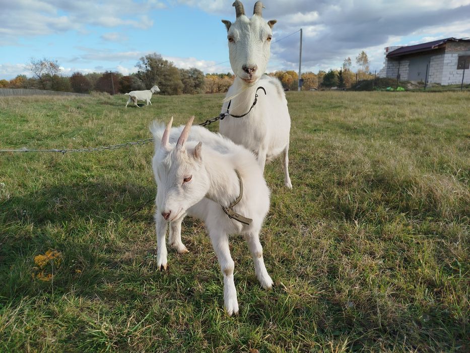 Козеня Кізка рогата