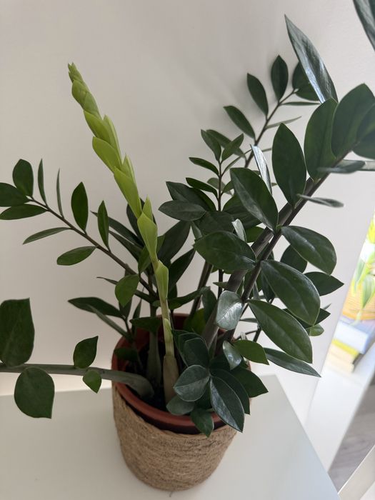 Planta Zamioculca