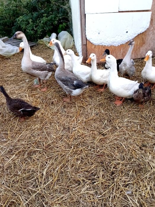 Sprzedam kaczki pekin i gęsi