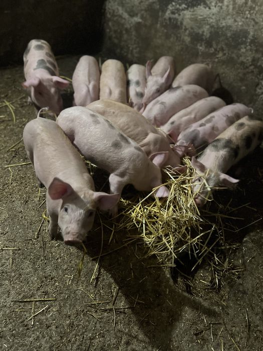 Поросятка 3 500 грн