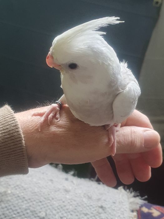 Caturras domesticadas só disponível  a branco