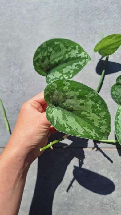 Scindapsus pictus trebie sadzonki