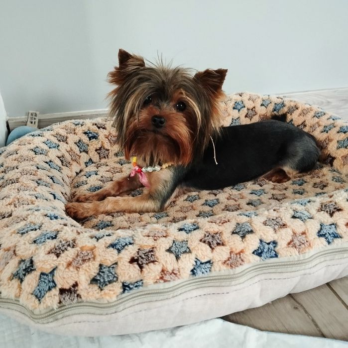 Yorkshire terrier piękny miniaturowy samczyk z Rodowodem
