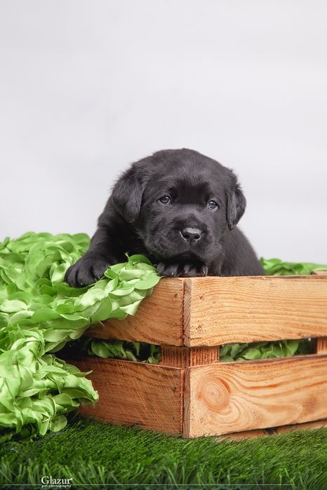 Цуценята лабрадор ретривера, розплідник FCI UKU