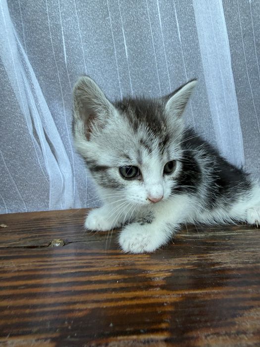 Кошенят в добрі руки.