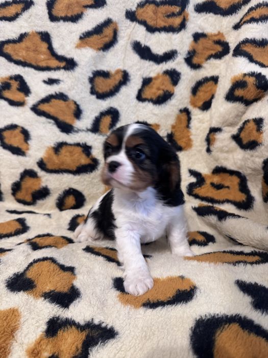 Cavalier king charles spaniel