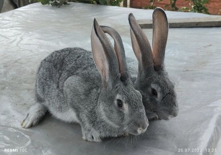 Кролики породи Радянської шиншили