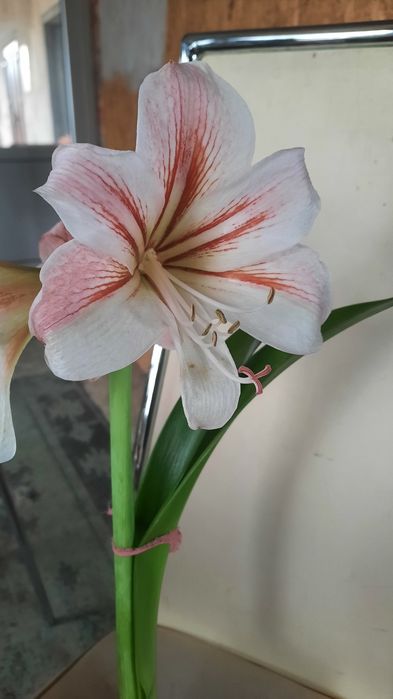 Гіпеаструм кімнатний