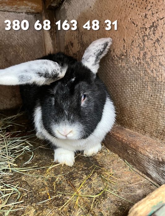 Продаються кролики різного віку і різних порід вакциновані ГЕМ-3