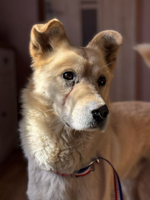 Misio czeka na domek