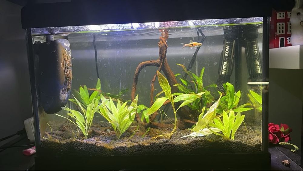 Akwarium 20 Litrów