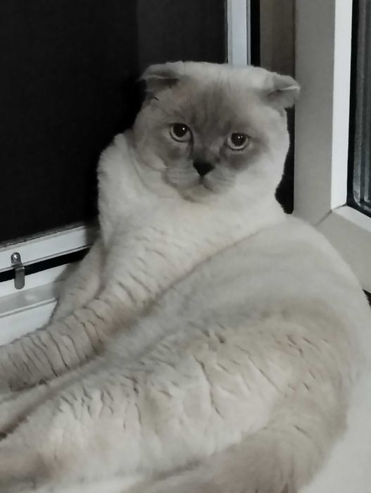 Шотландский вислоухий опытный кот ищет для вязки прямоухую кошечку
