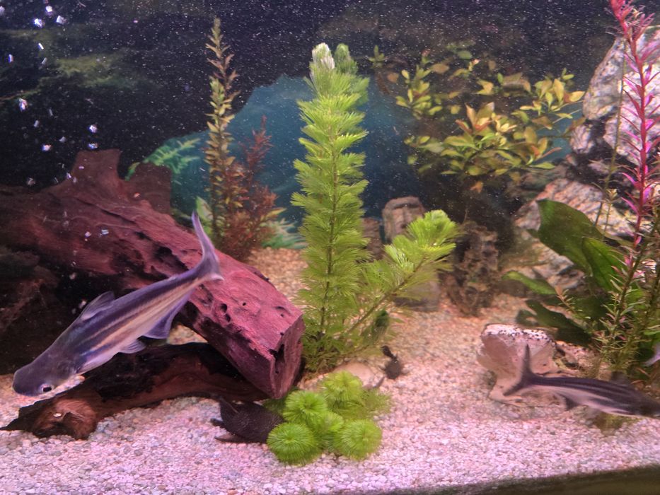 Sum rekini rekinek cztery sztuki