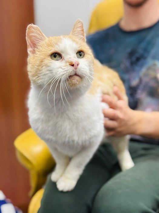 Kocurek do pilnej adopcji!