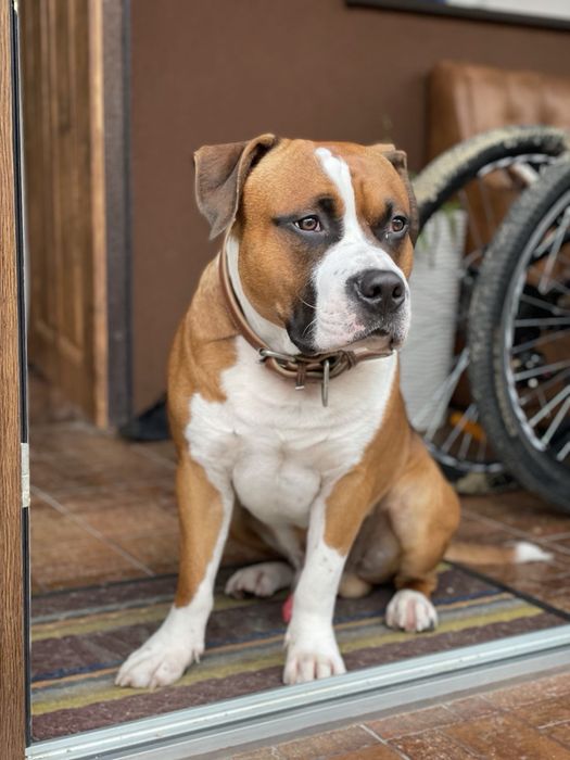 Молодий кобель Амстафф шукає наречену !