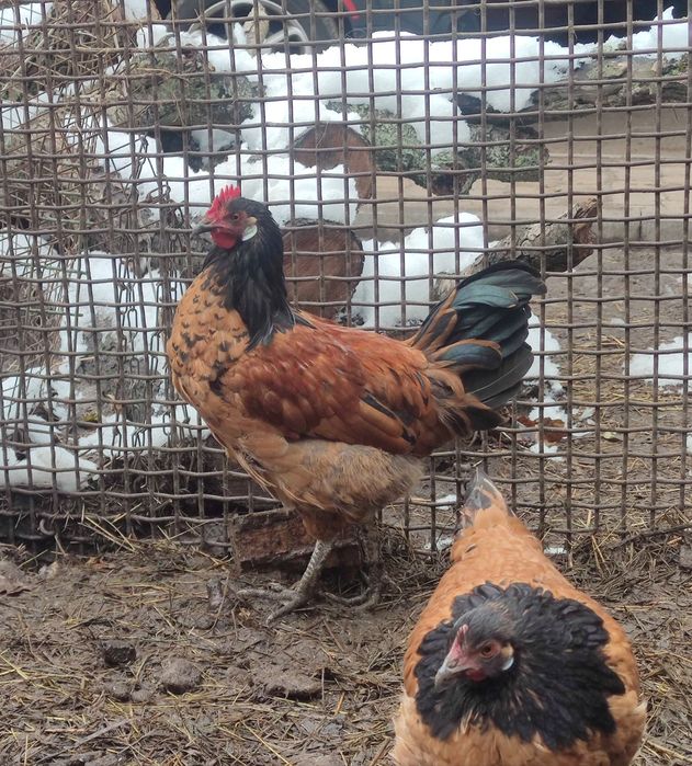 Пропоную півні Форверк