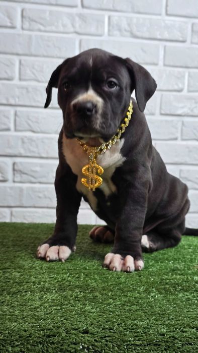 American bully xl