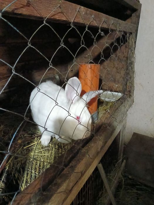 Продам кролей .Полтавское серебро