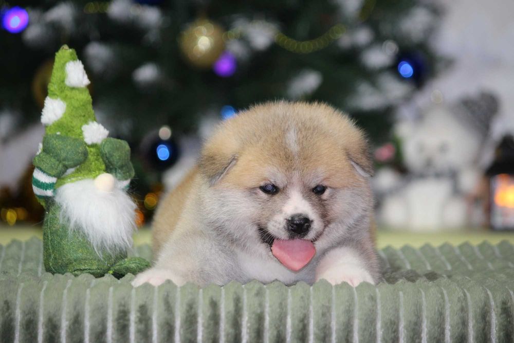 Цуценята Акіта іну