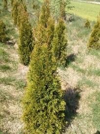 Tuje szmaragd od 0.5m do 2m