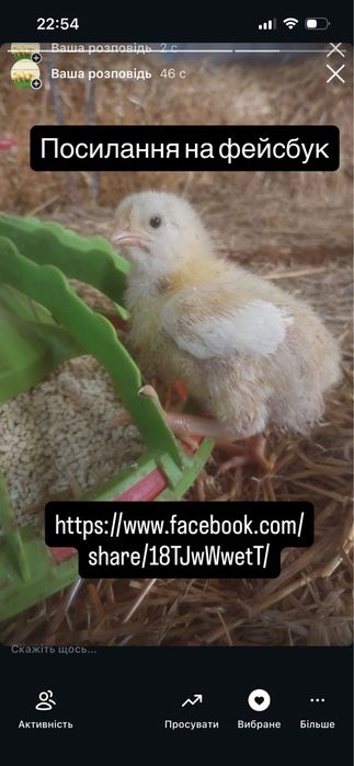 Бройлер КОББ 500