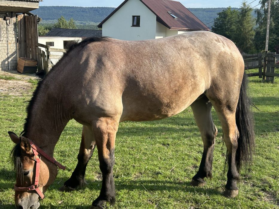 Młoda klacz dereszowata