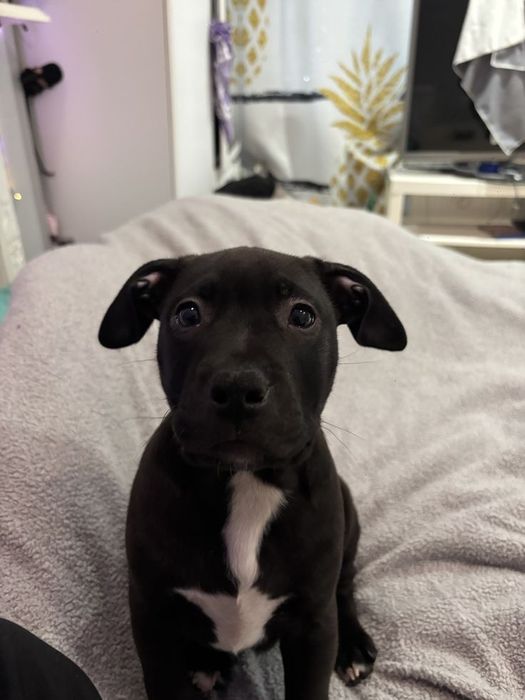 Терміново хлопчики Амстафа