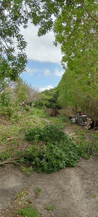 Corte/abate de árvores