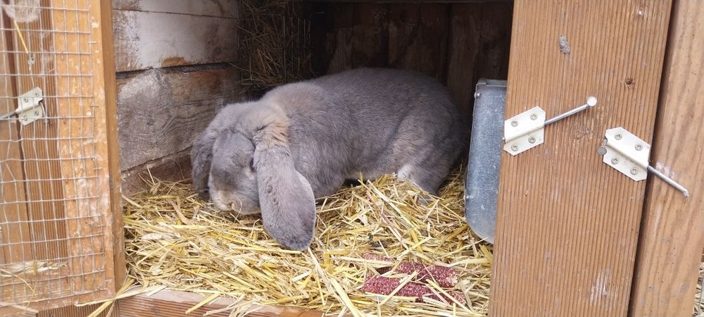 Sprzedam króliki baranek francuski