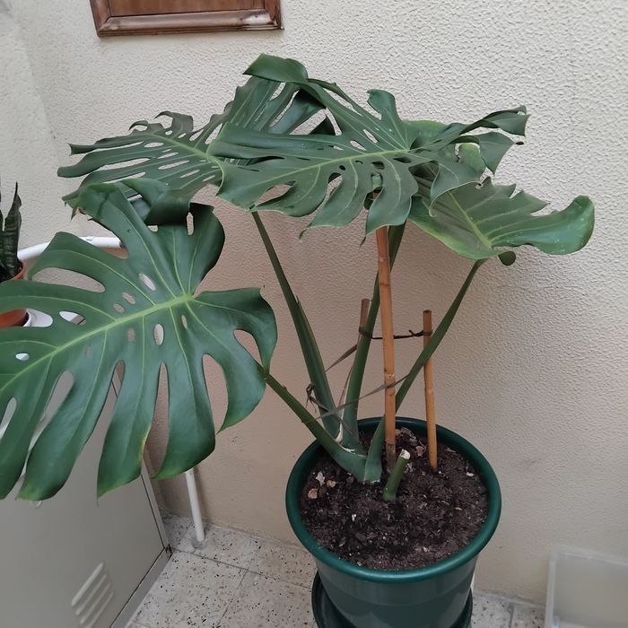 Planta natural, costela de Adão