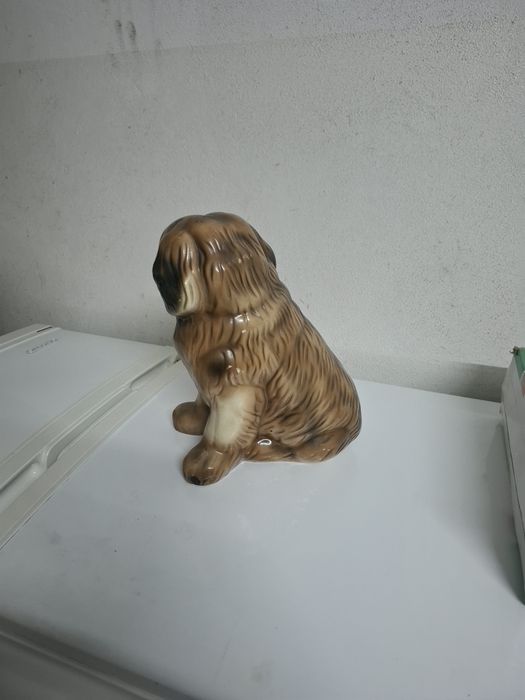 Cão para exposição a um preço acessível